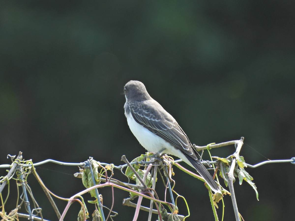 Eastern Kingbird - ML639972121