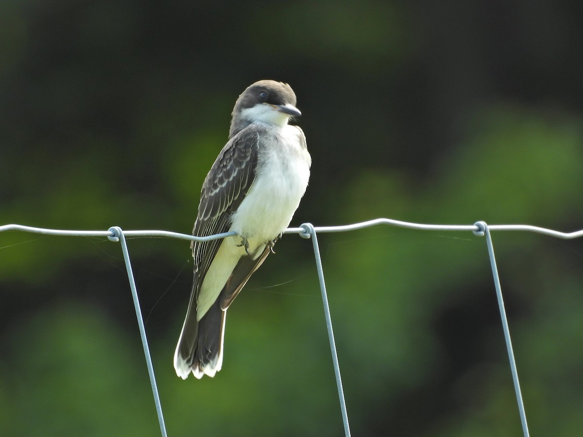 Eastern Kingbird - ML639972122