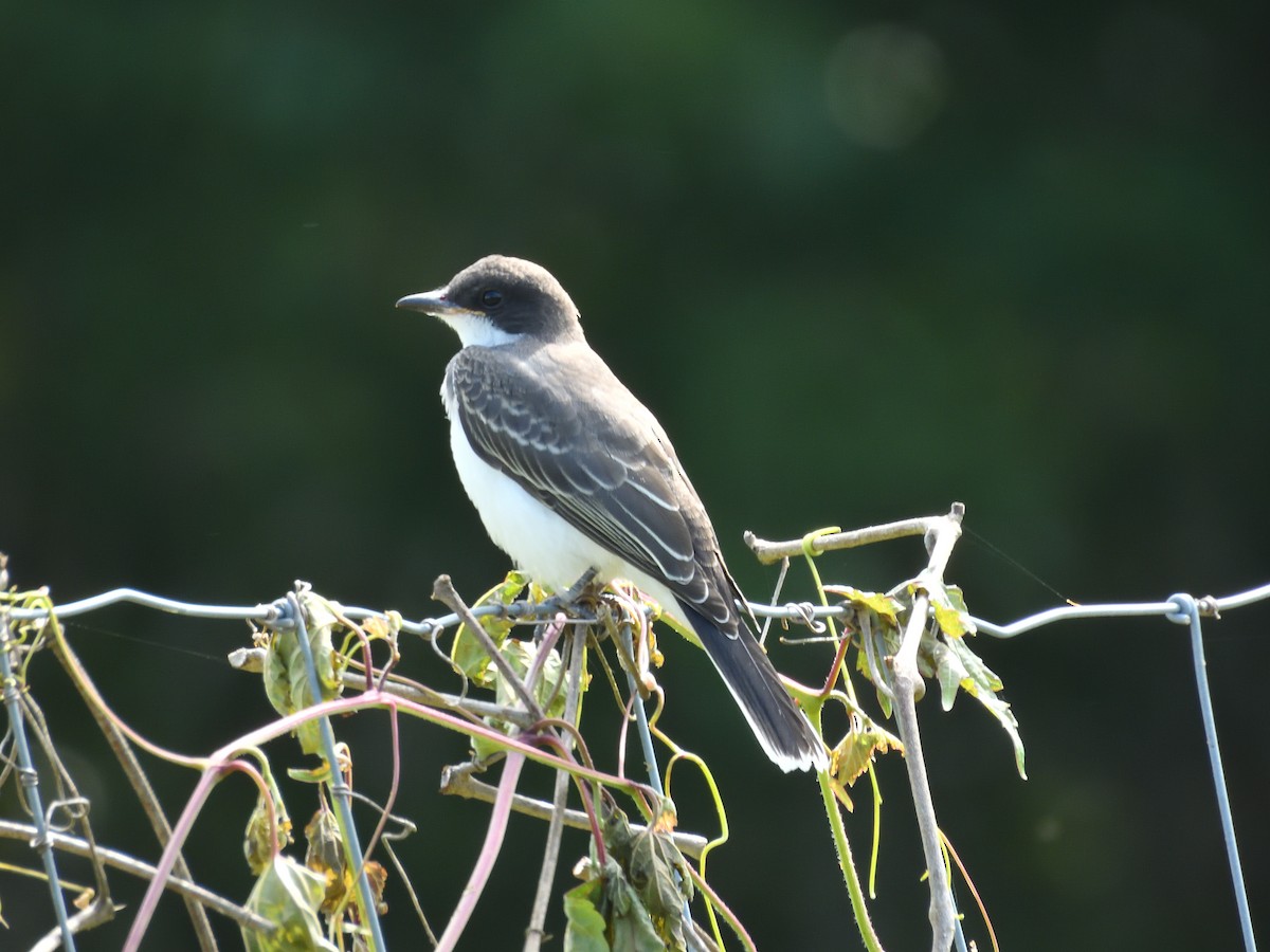 Eastern Kingbird - ML639972123