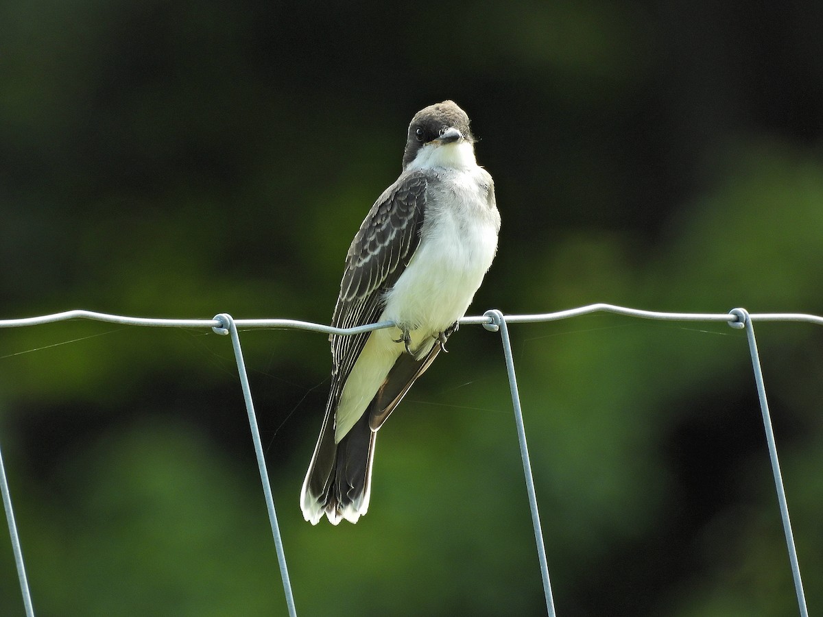 Eastern Kingbird - ML639972125
