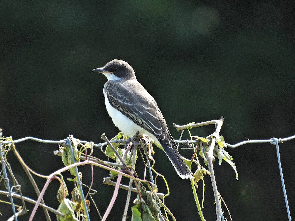 Eastern Kingbird - ML639972126