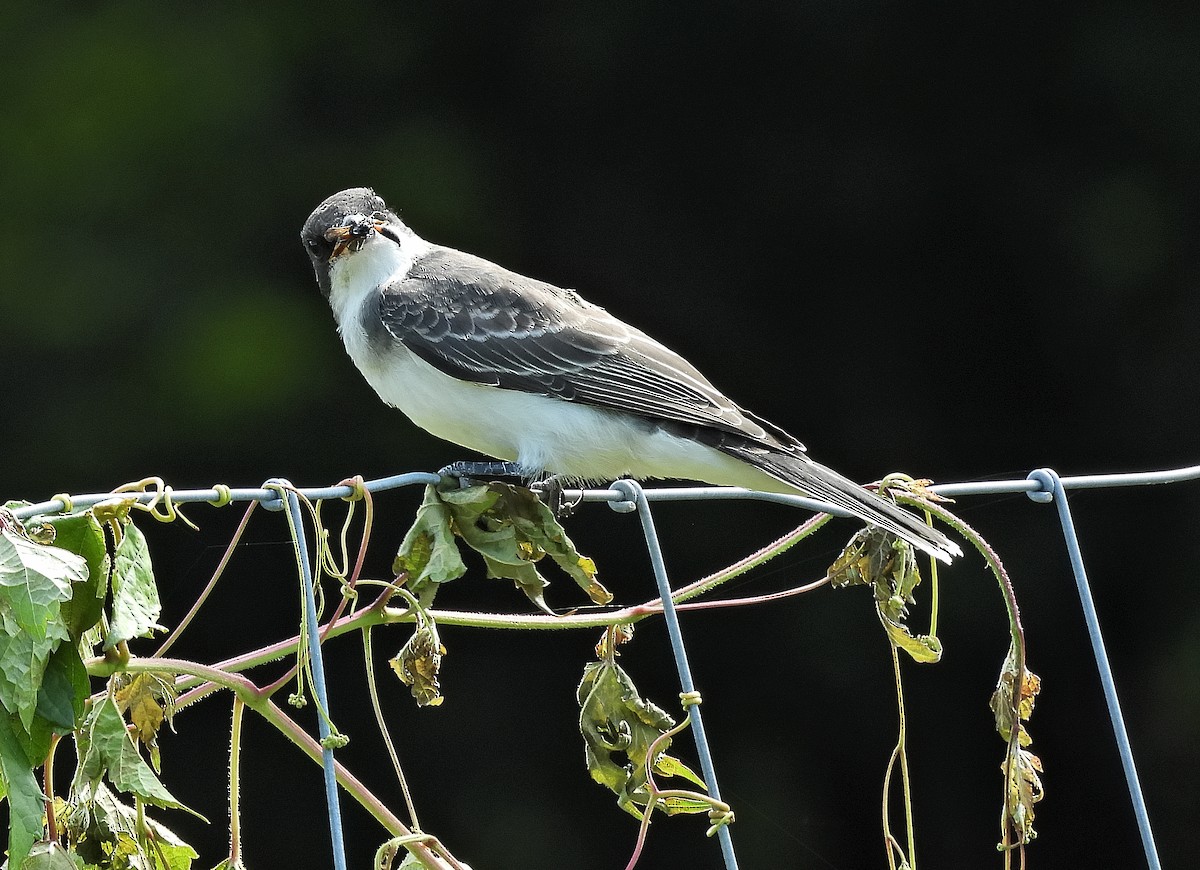 Eastern Kingbird - ML639972132