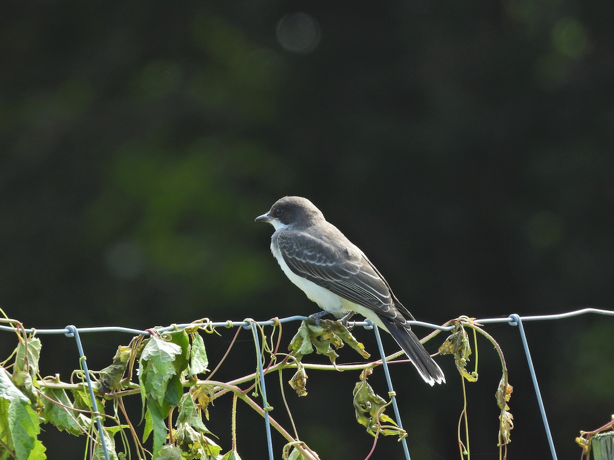 Eastern Kingbird - ML639972133