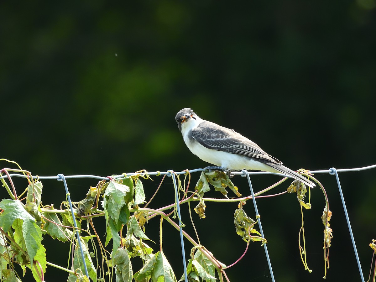 Eastern Kingbird - ML639972134