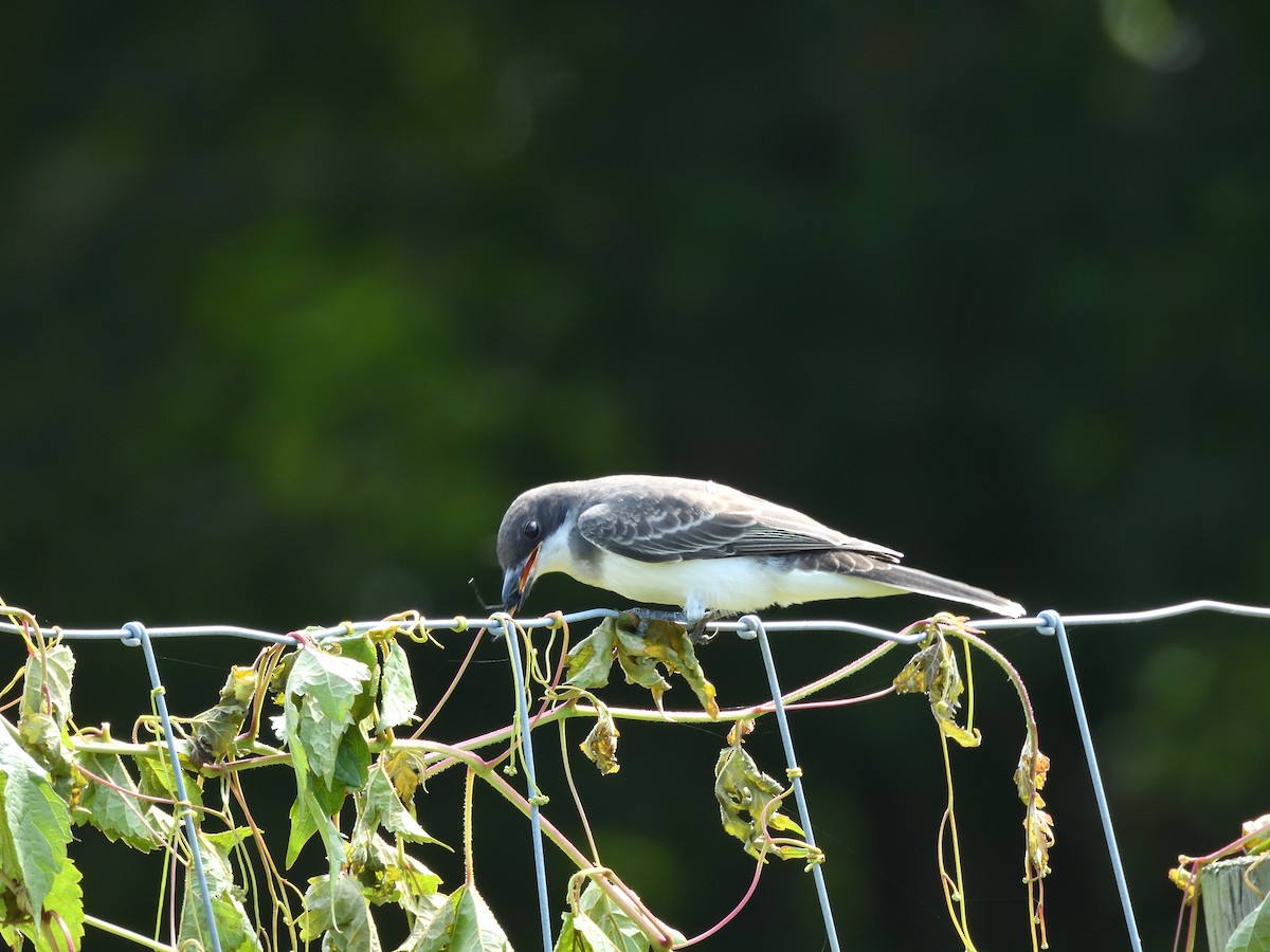 Eastern Kingbird - ML639972135