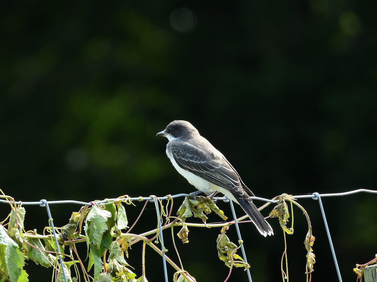 Eastern Kingbird - ML639972136