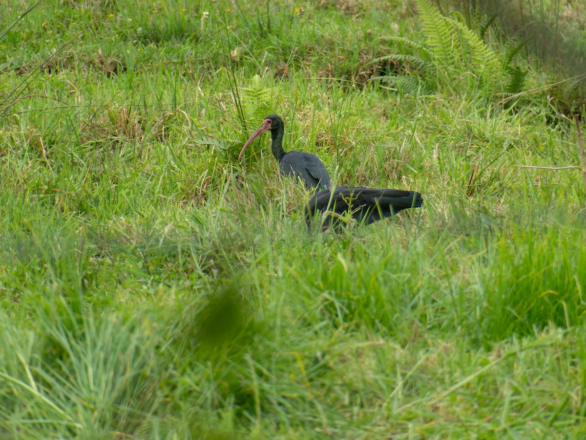 Ibis à face nue - ML639972141