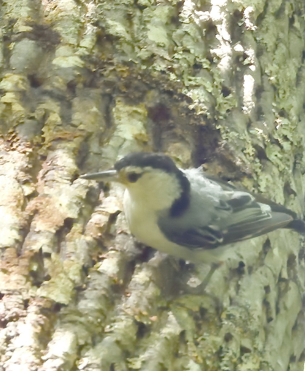 White-breasted Nuthatch - ML639972164