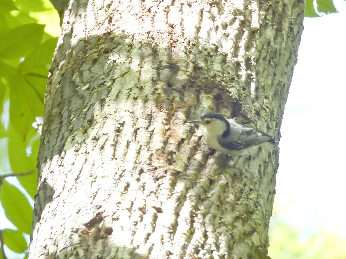 White-breasted Nuthatch - ML639972165