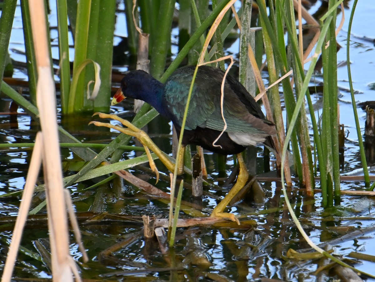 Purple Gallinule - ML639972171