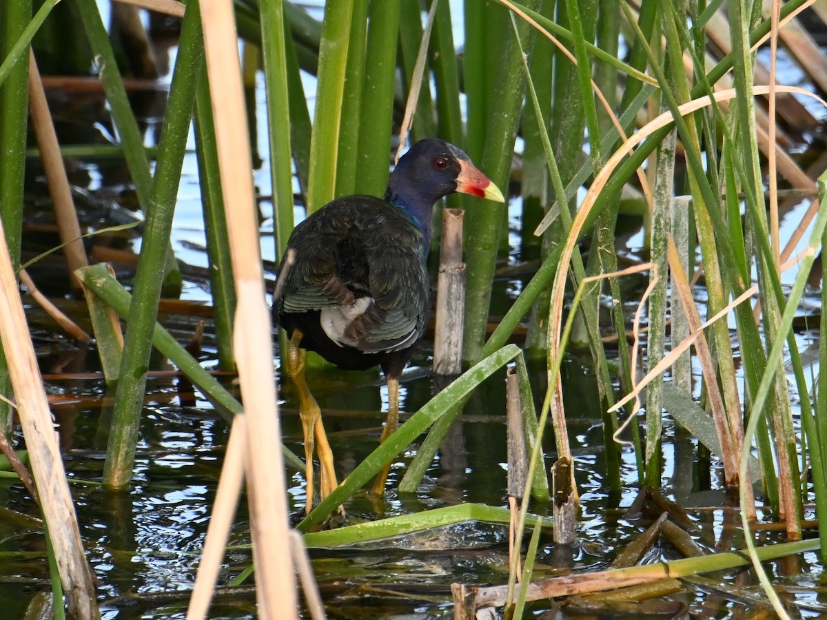 Purple Gallinule - ML639972174