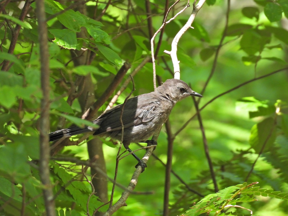 Gray Catbird - ML639972185
