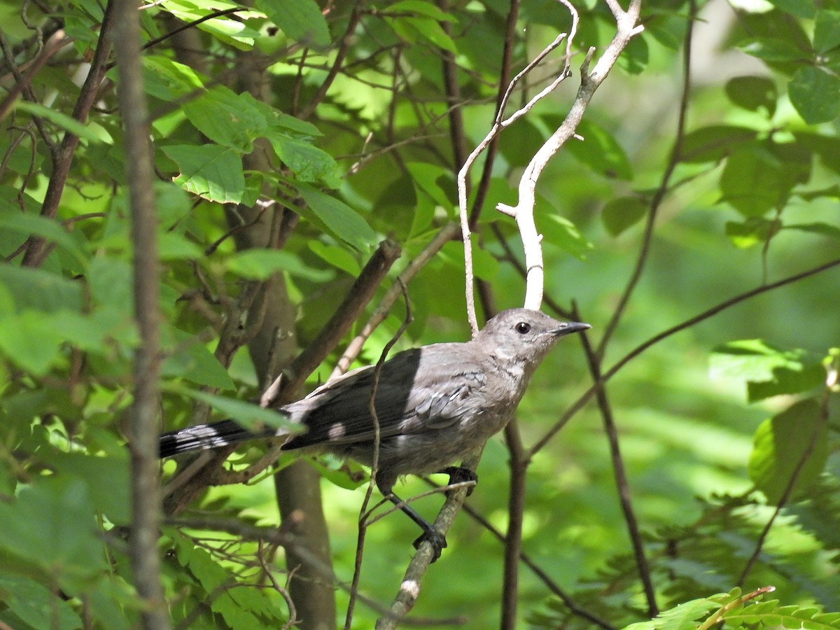 Gray Catbird - ML639972186