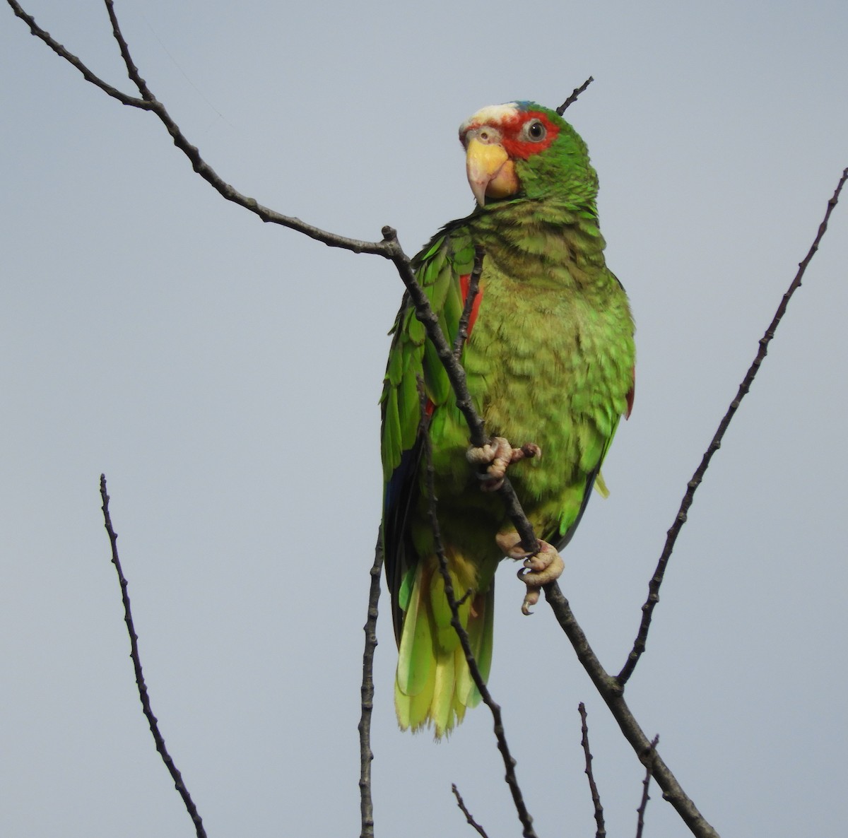 コボウシインコ - ML639972227