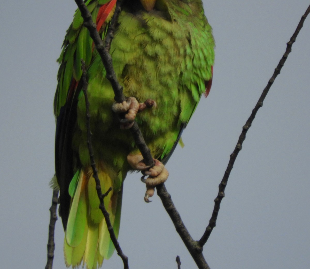 コボウシインコ - ML639972228