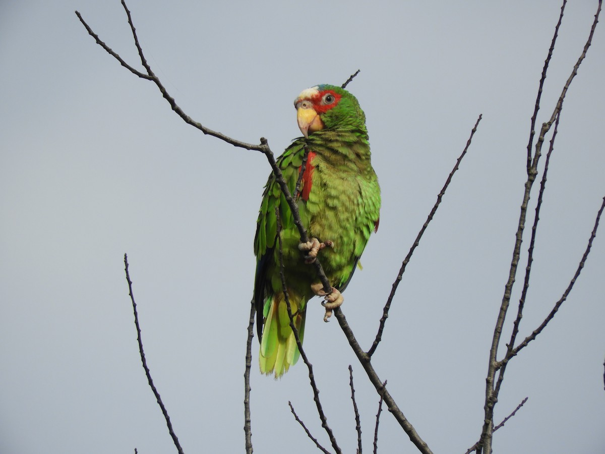 コボウシインコ - ML639972229