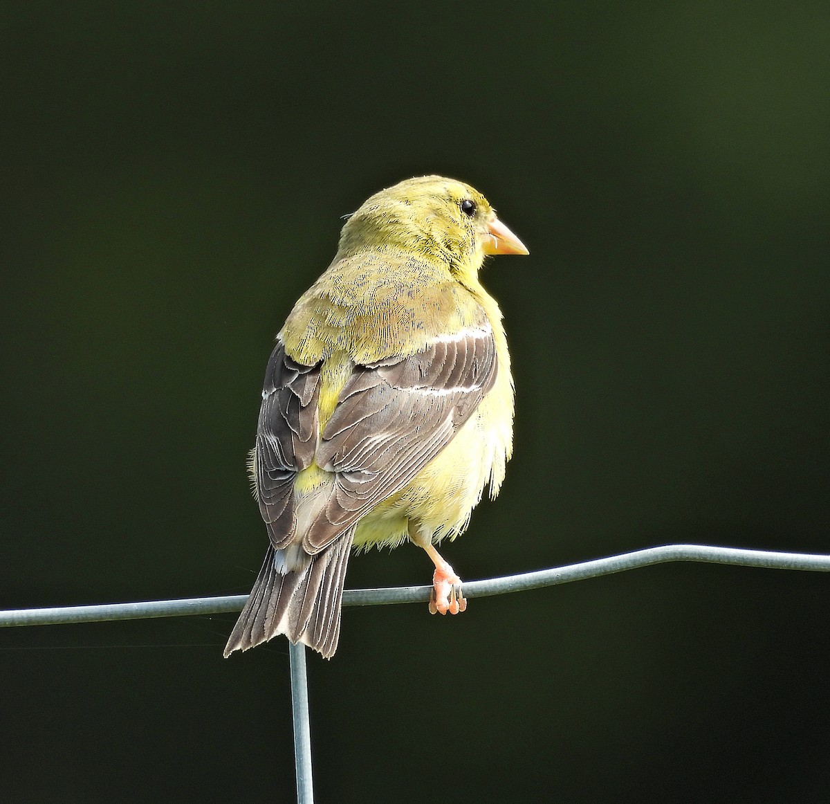 American Goldfinch - ML639972258
