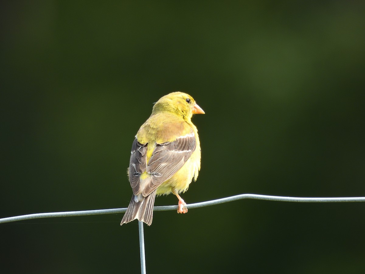 American Goldfinch - ML639972259