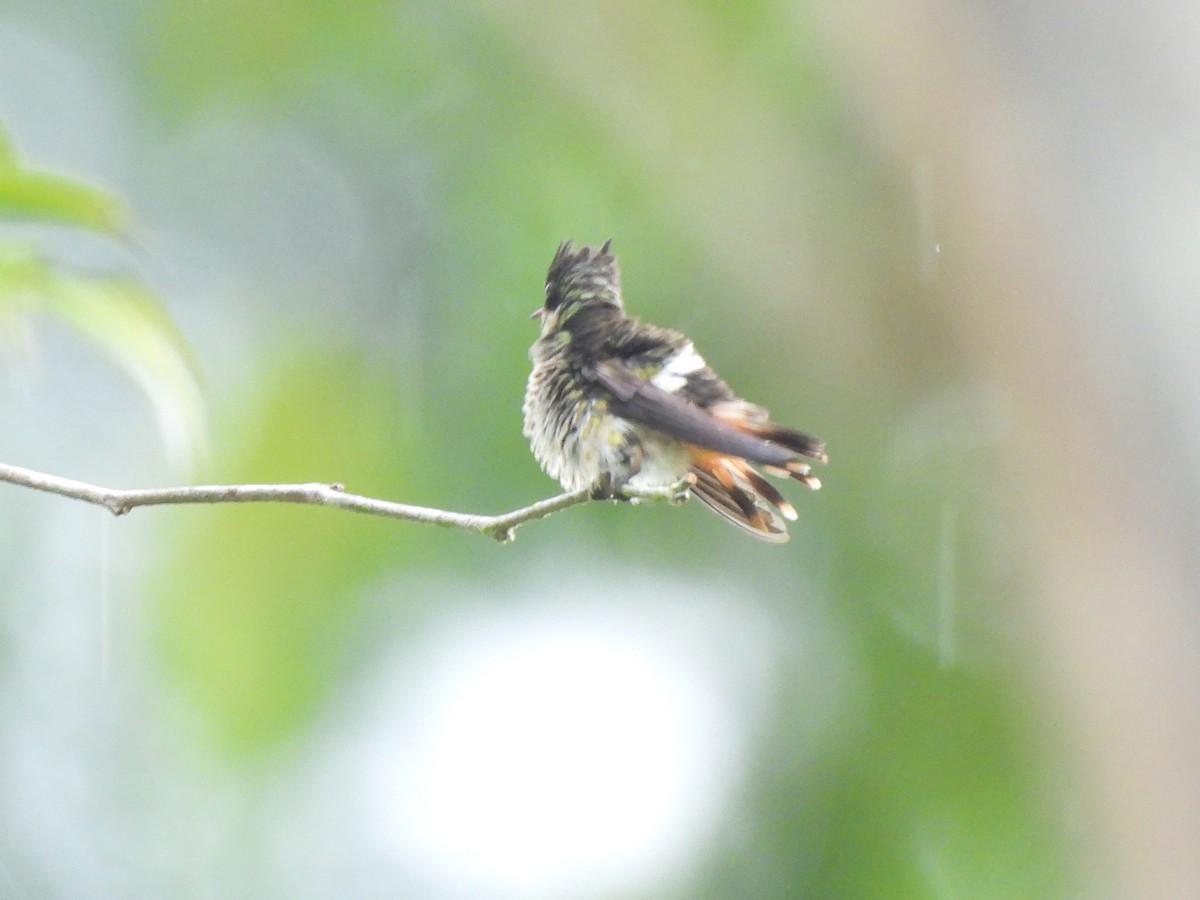 Black-crested Coquette - ML639972261