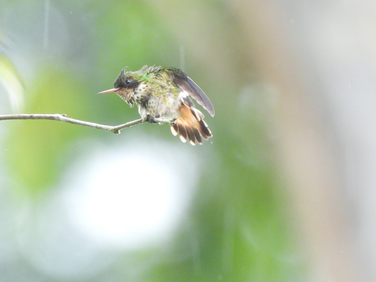 Black-crested Coquette - ML639972262
