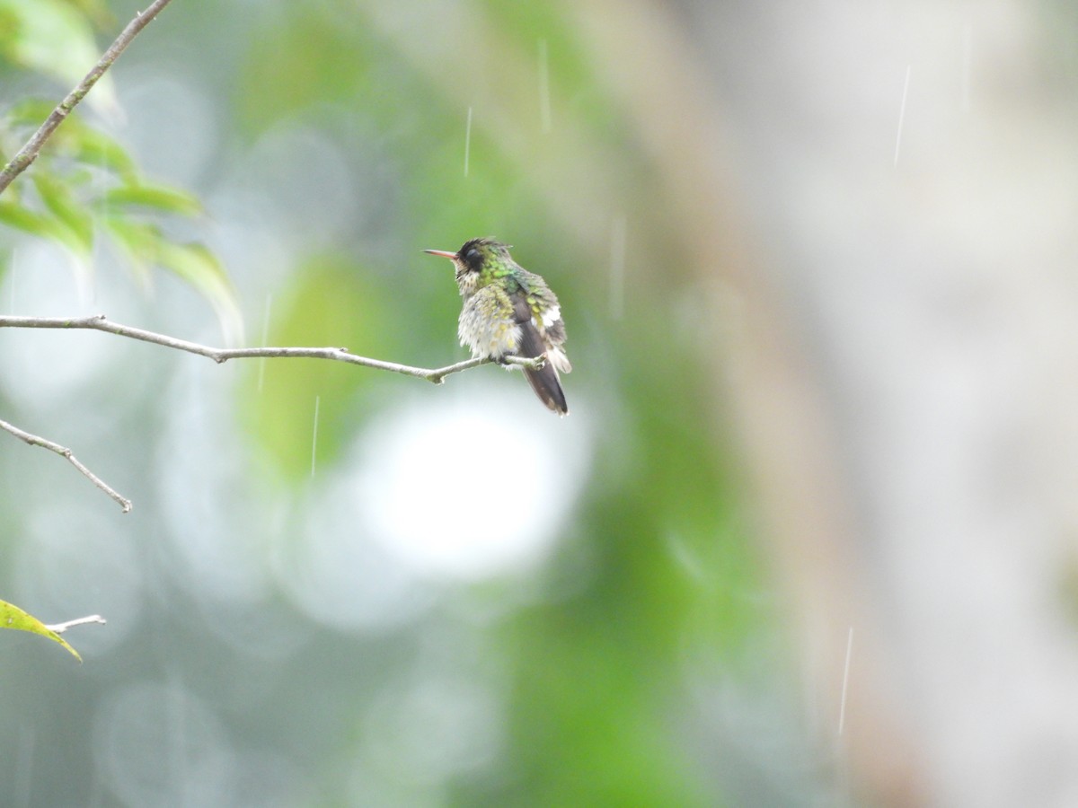 Black-crested Coquette - ML639972265