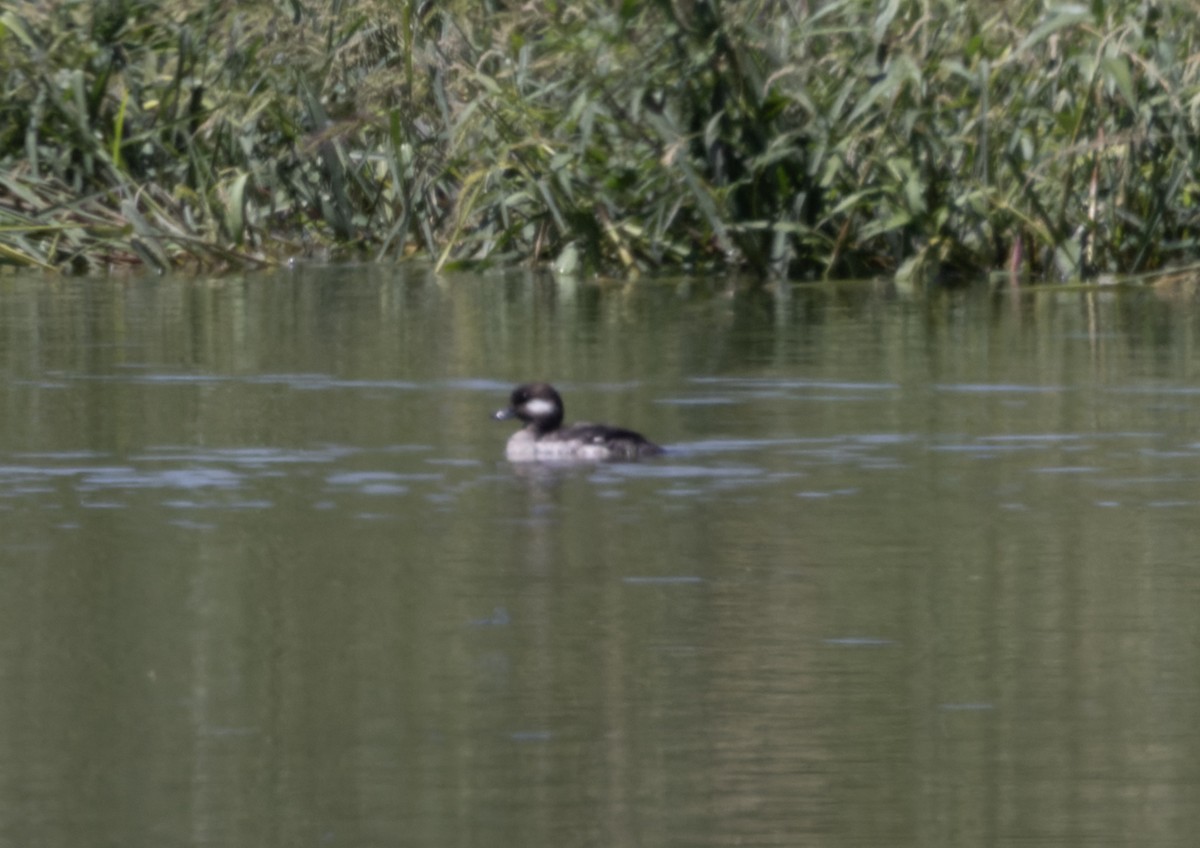Bufflehead - ML639972347