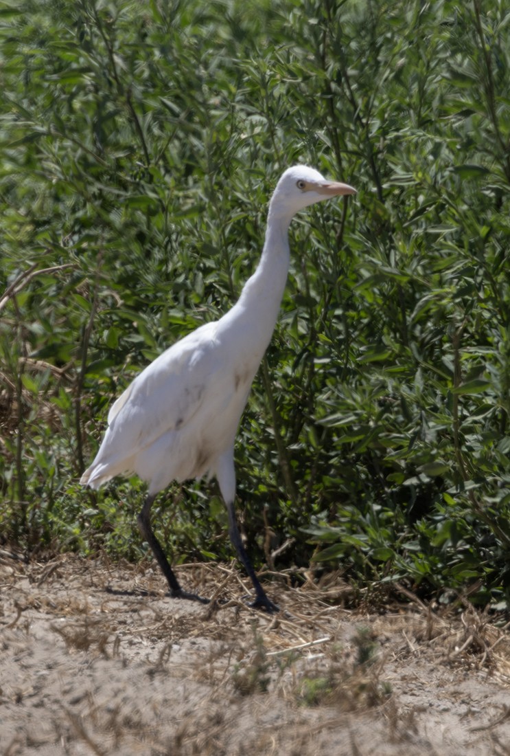 Western Cattle-Egret - ML639972358