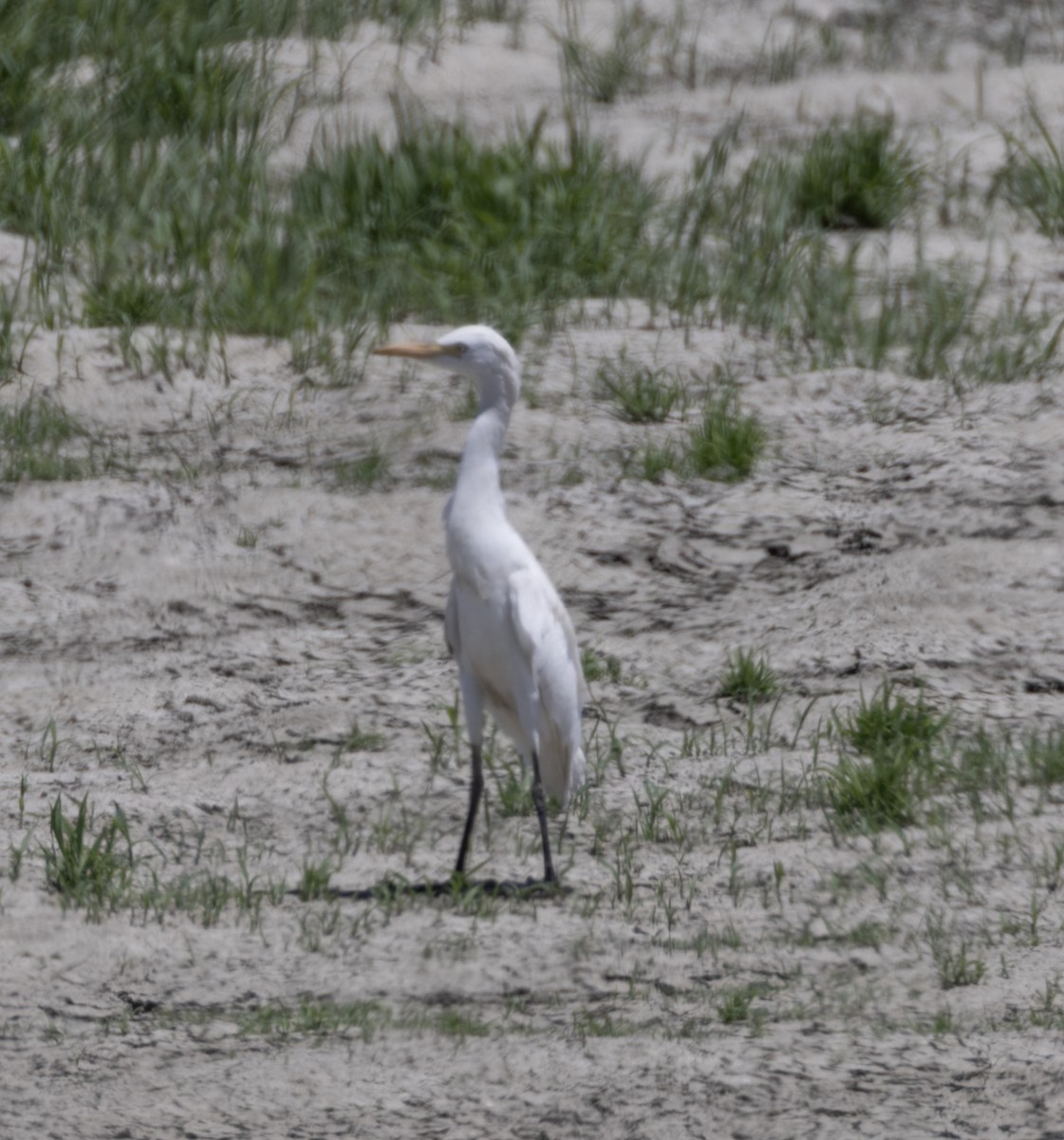 Western Cattle-Egret - ML639972359