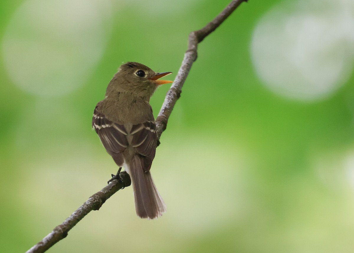 Western Flycatcher - ML639972361
