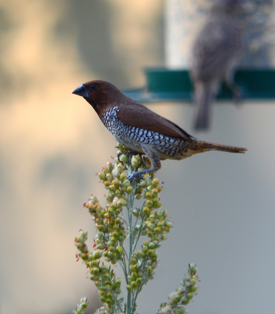 Scaly-breasted Munia - ML639972363