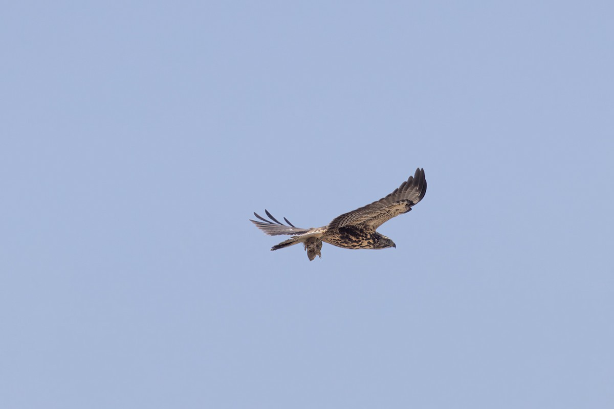 Swainson's Hawk - ML639972364