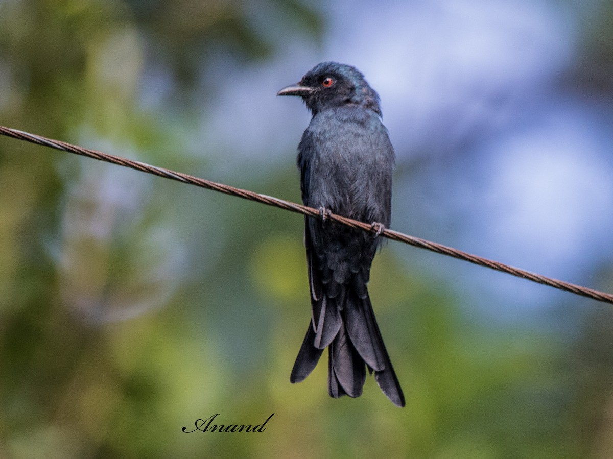 Ashy Drongo - ML639972398