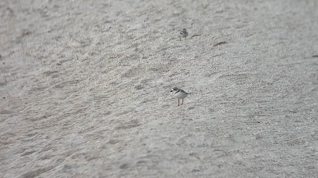 Piping Plover - ML639972448