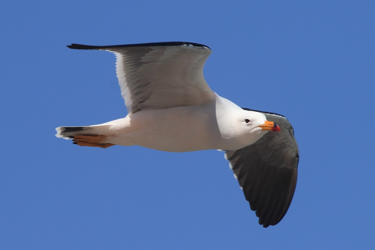 Belcher's Gull - ML639972462