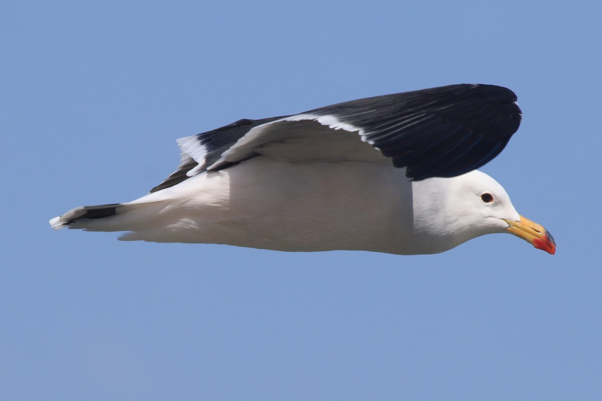 Belcher's Gull - ML639972465