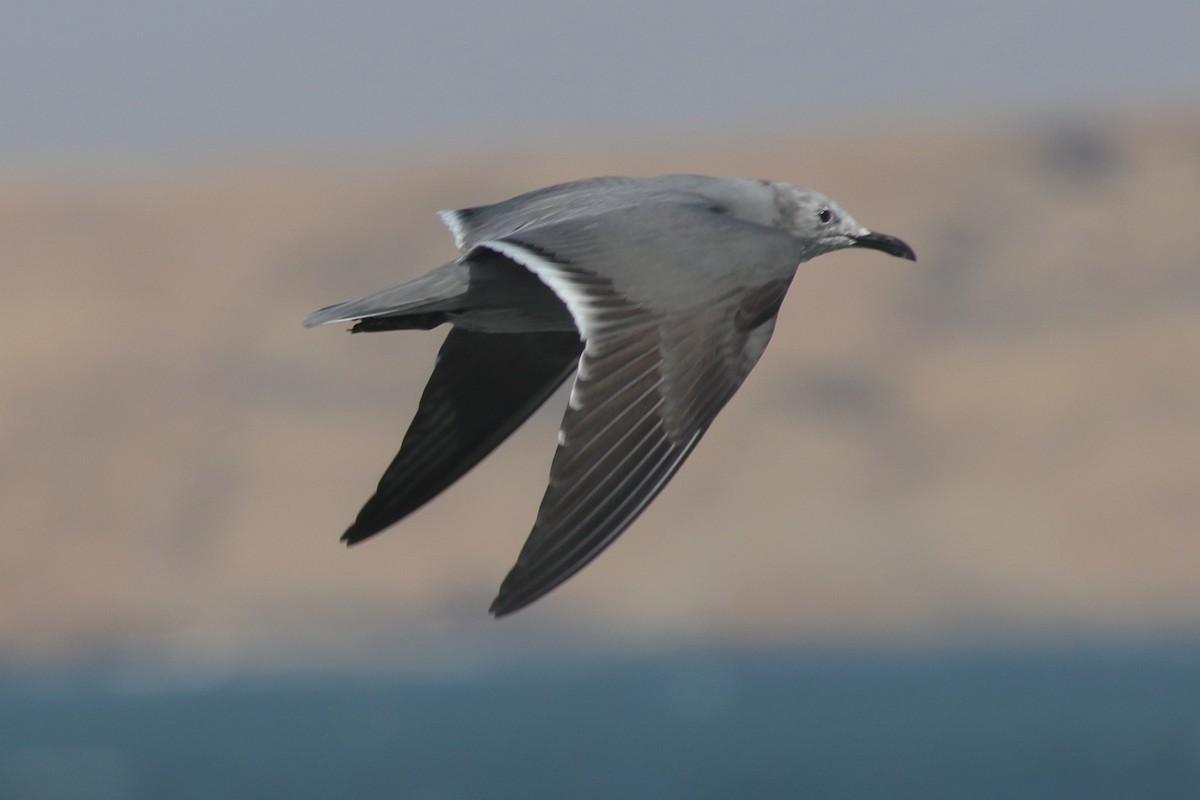 Gray Gull - ML639972469