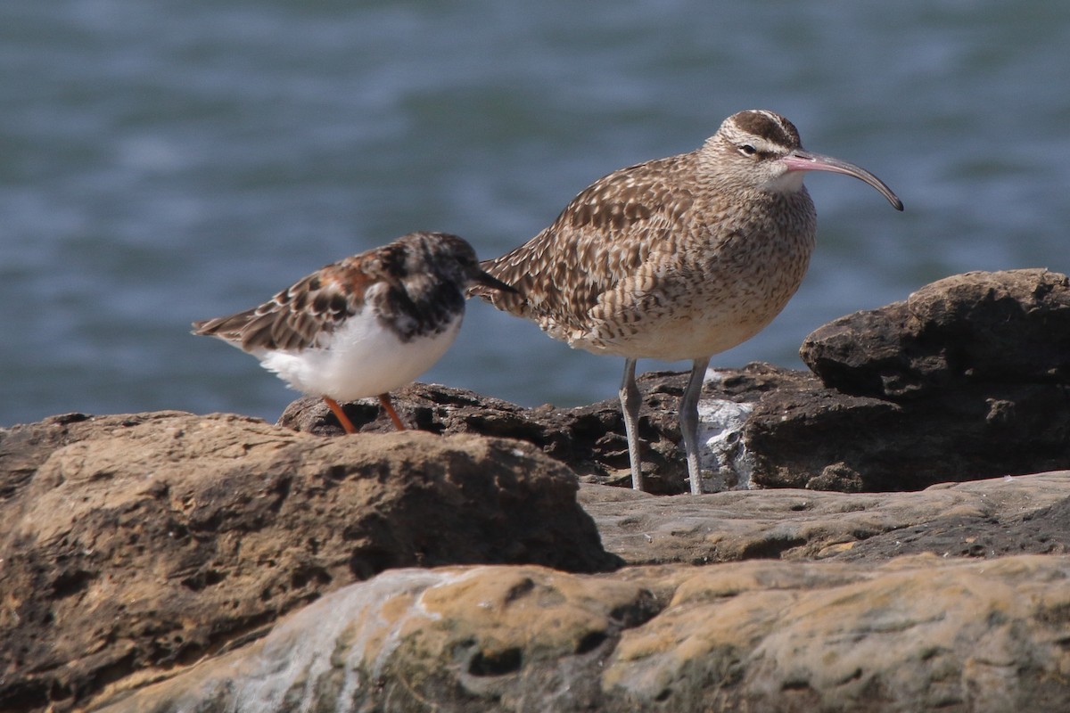 Hudsonian Whimbrel - ML639972485