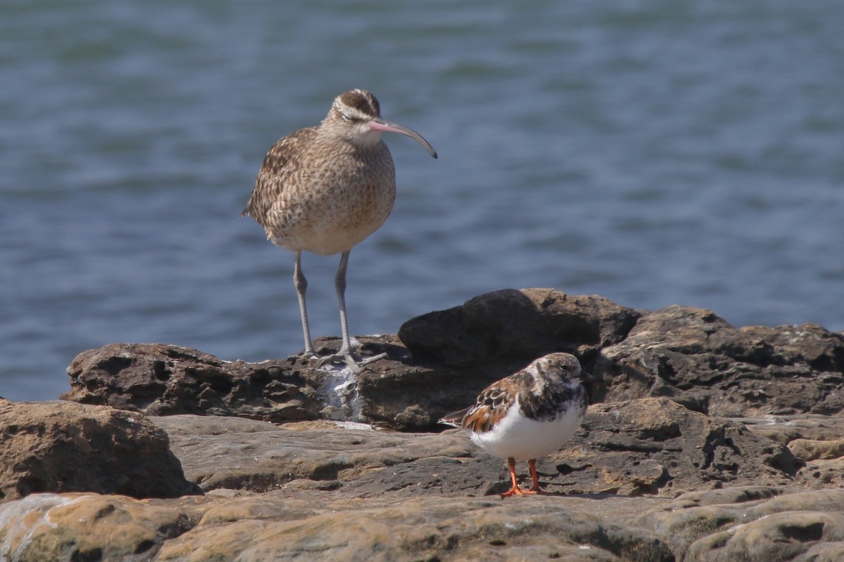 Hudsonian Whimbrel - ML639972486