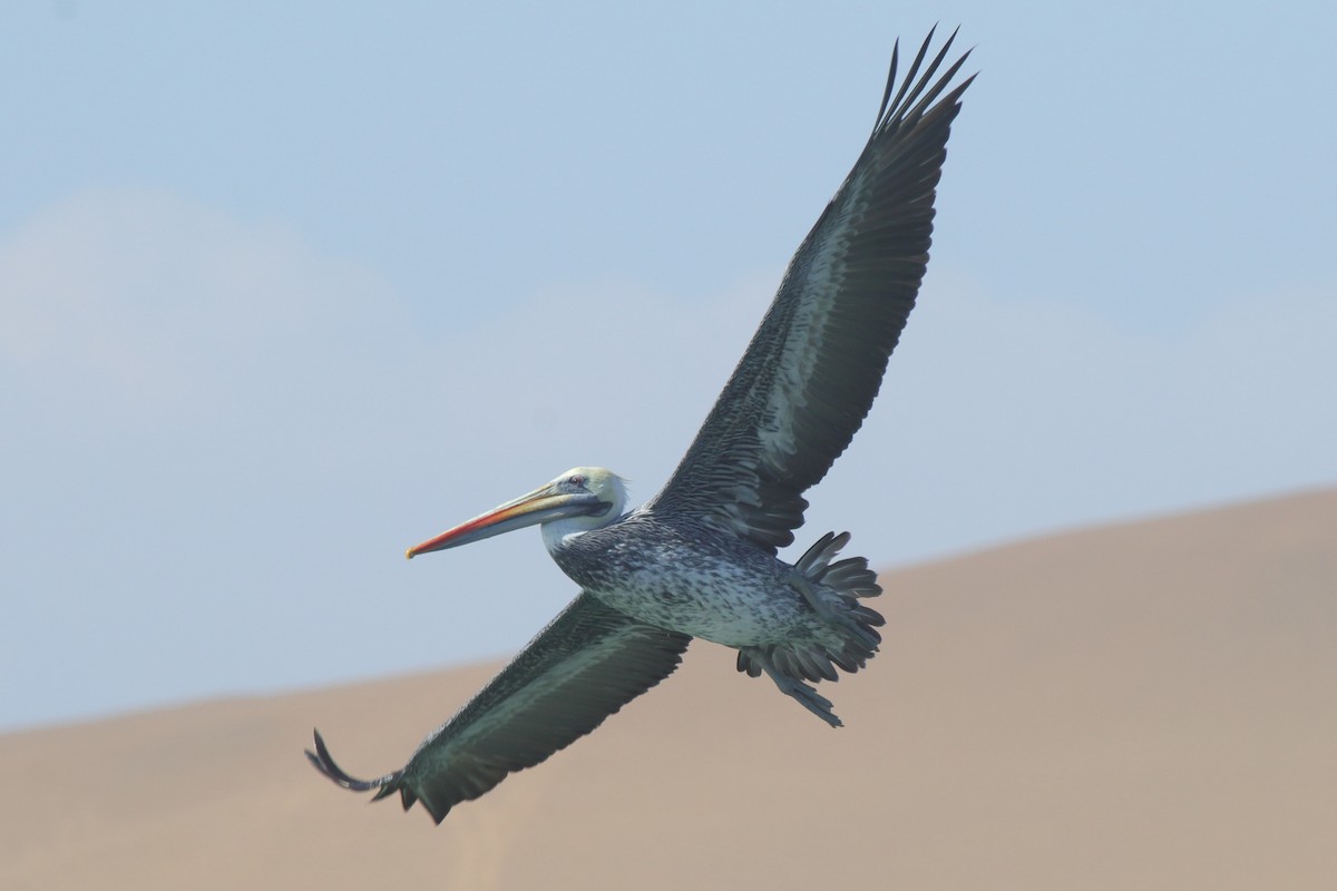 Peruvian Pelican - ML639972493