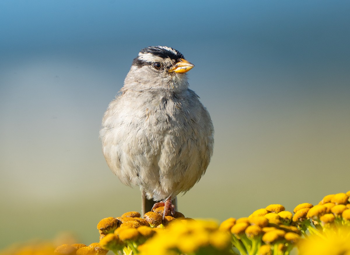 White-crowned Sparrow - ML639972506