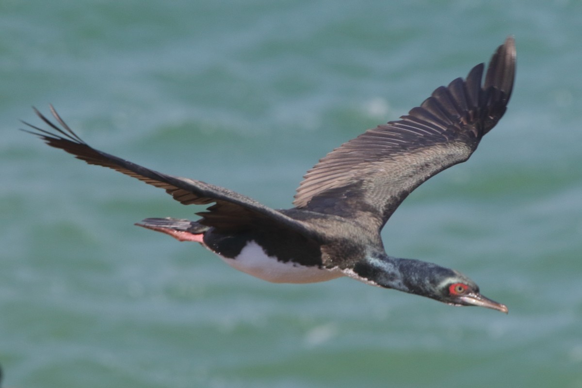 Guanay Cormorant - ML639972507