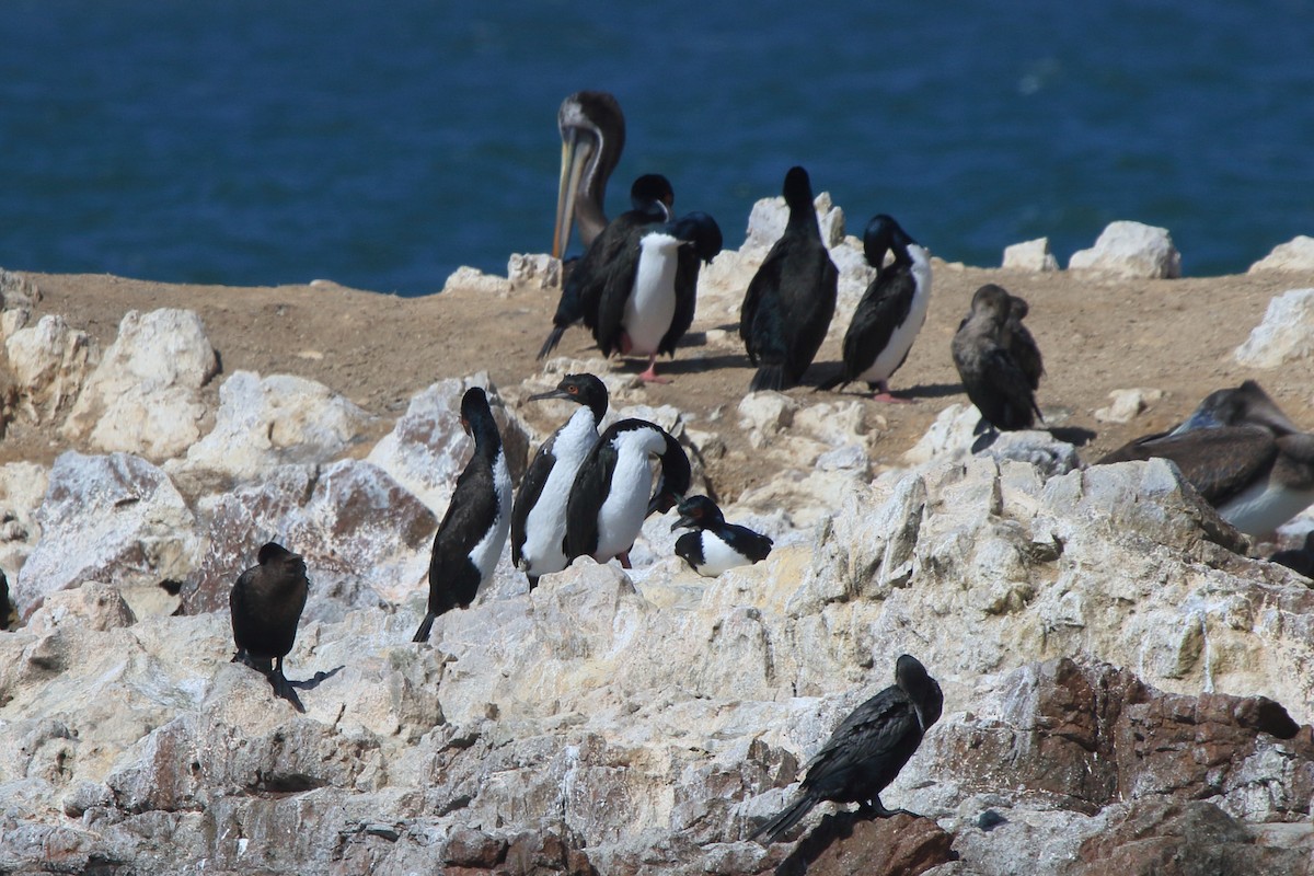 Guanay Cormorant - ML639972509