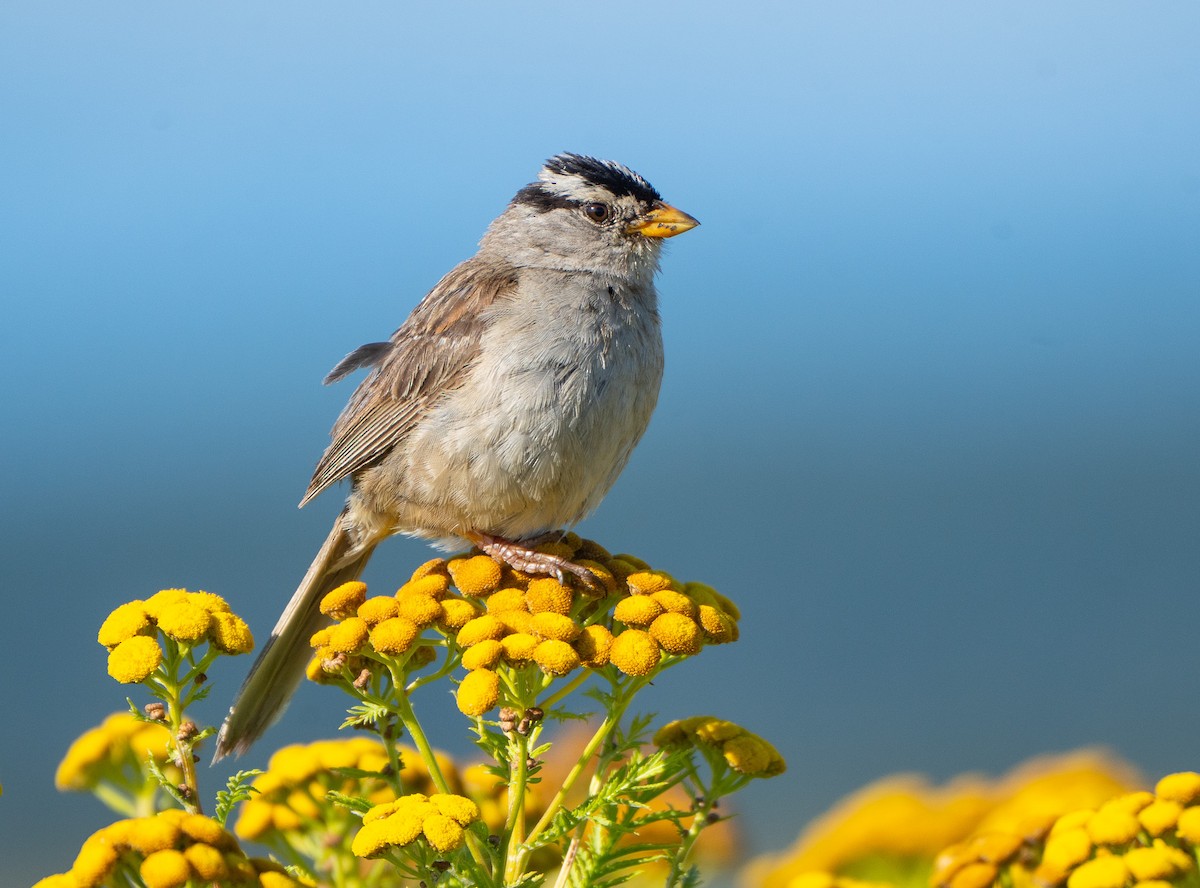 White-crowned Sparrow - ML639972511