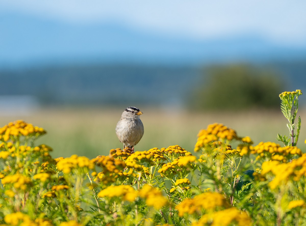 White-crowned Sparrow - ML639972514
