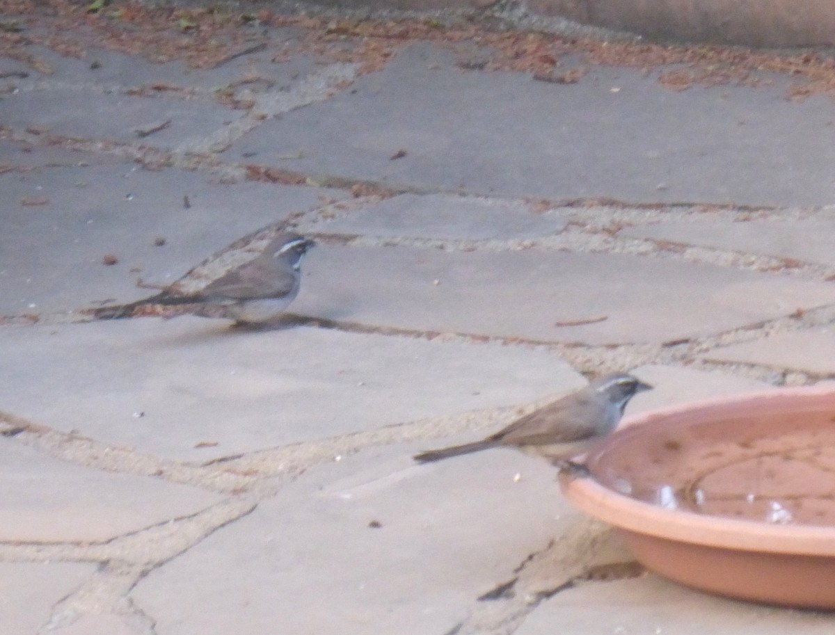 Black-throated Sparrow - ML639972531
