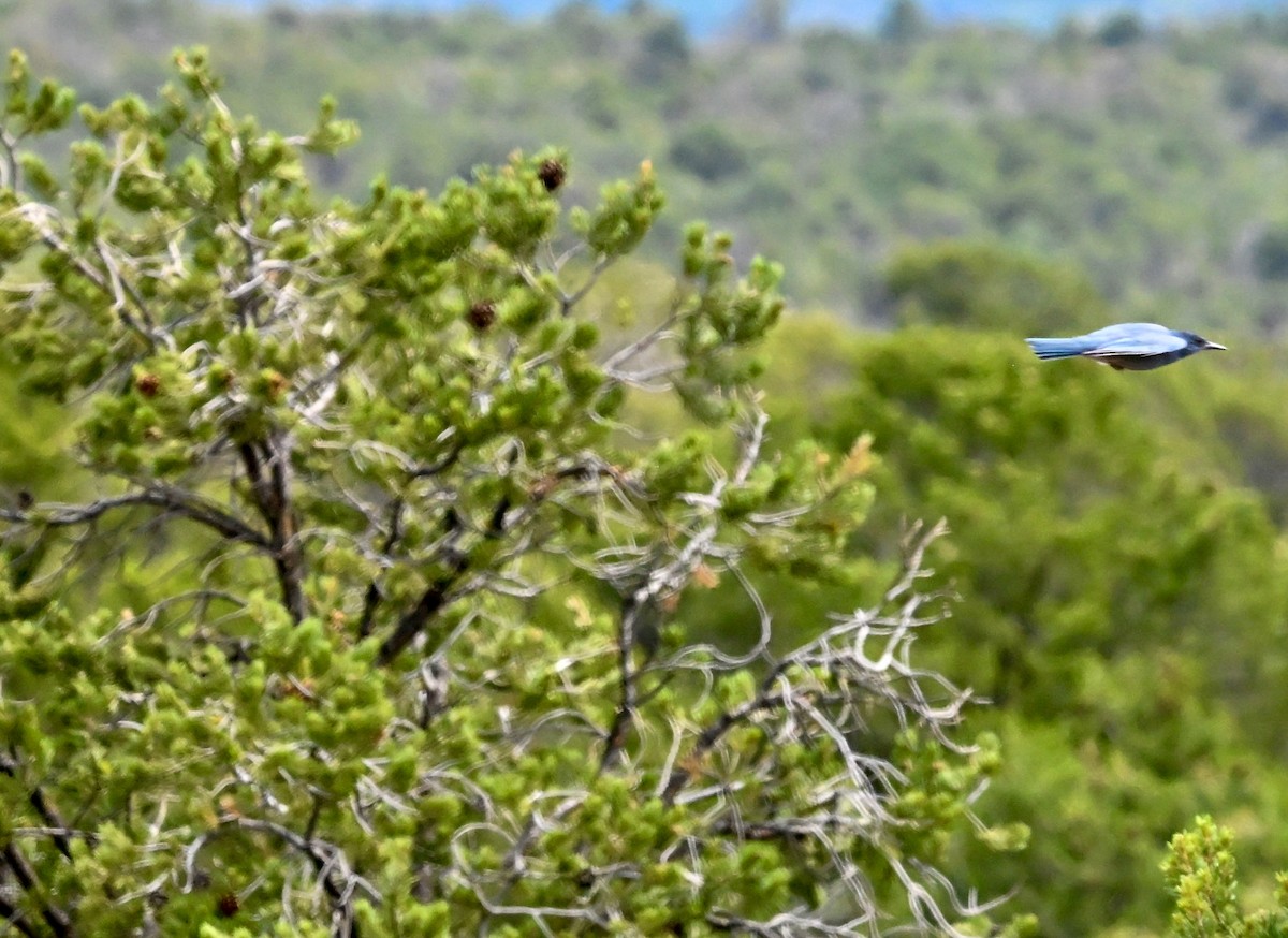 Pinyon Jay - ML639972539