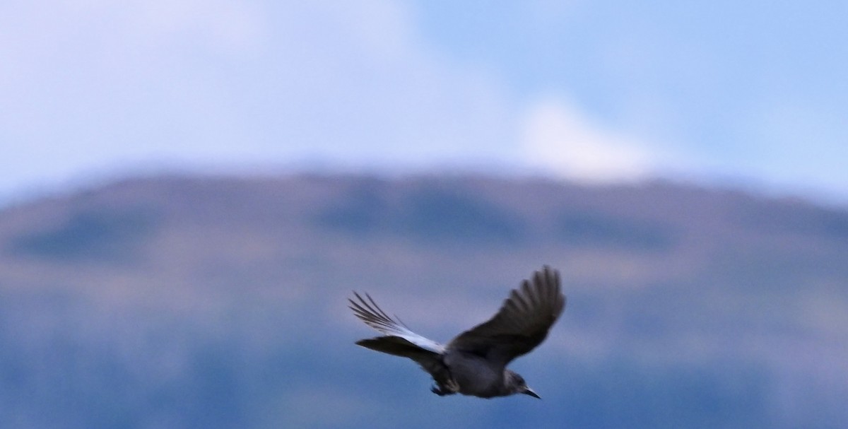 Pinyon Jay - ML639972543