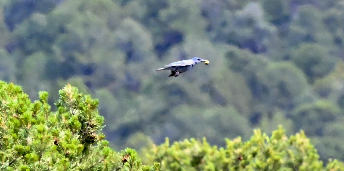 Pinyon Jay - ML639972547