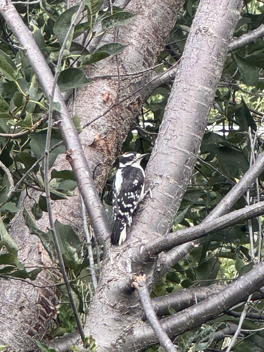 Downy Woodpecker - ML639972600