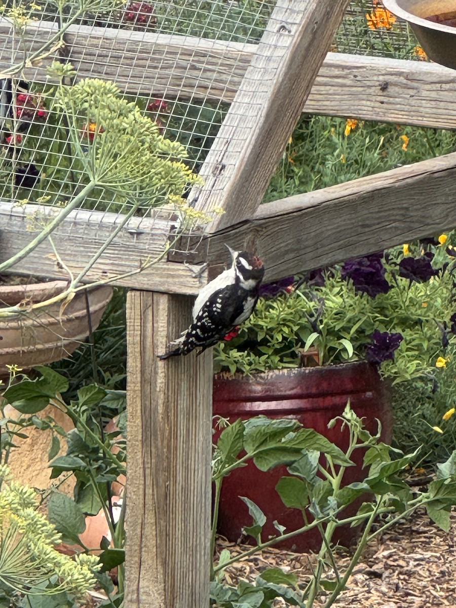 Downy Woodpecker - ML639972602